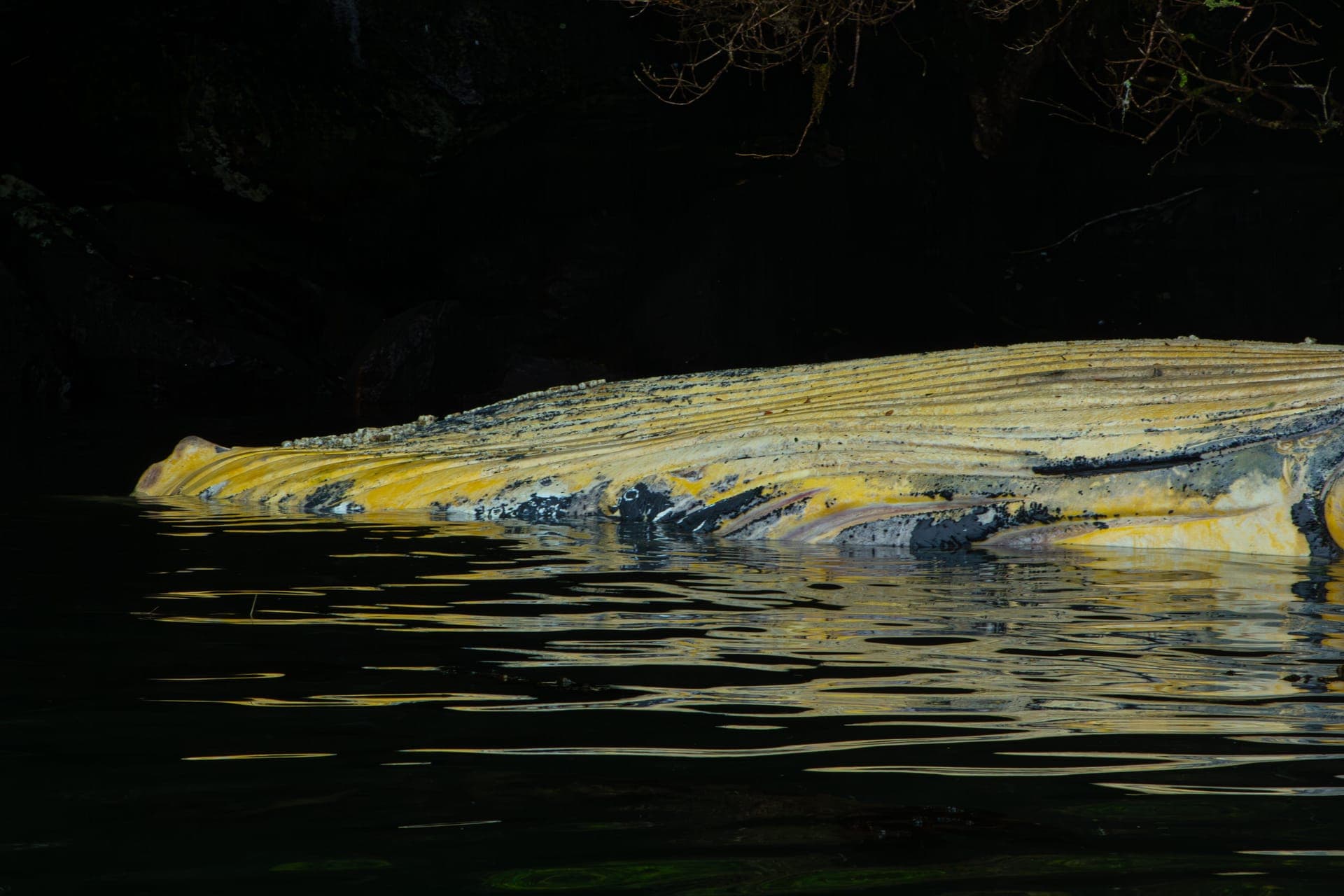 Patagonia (1)