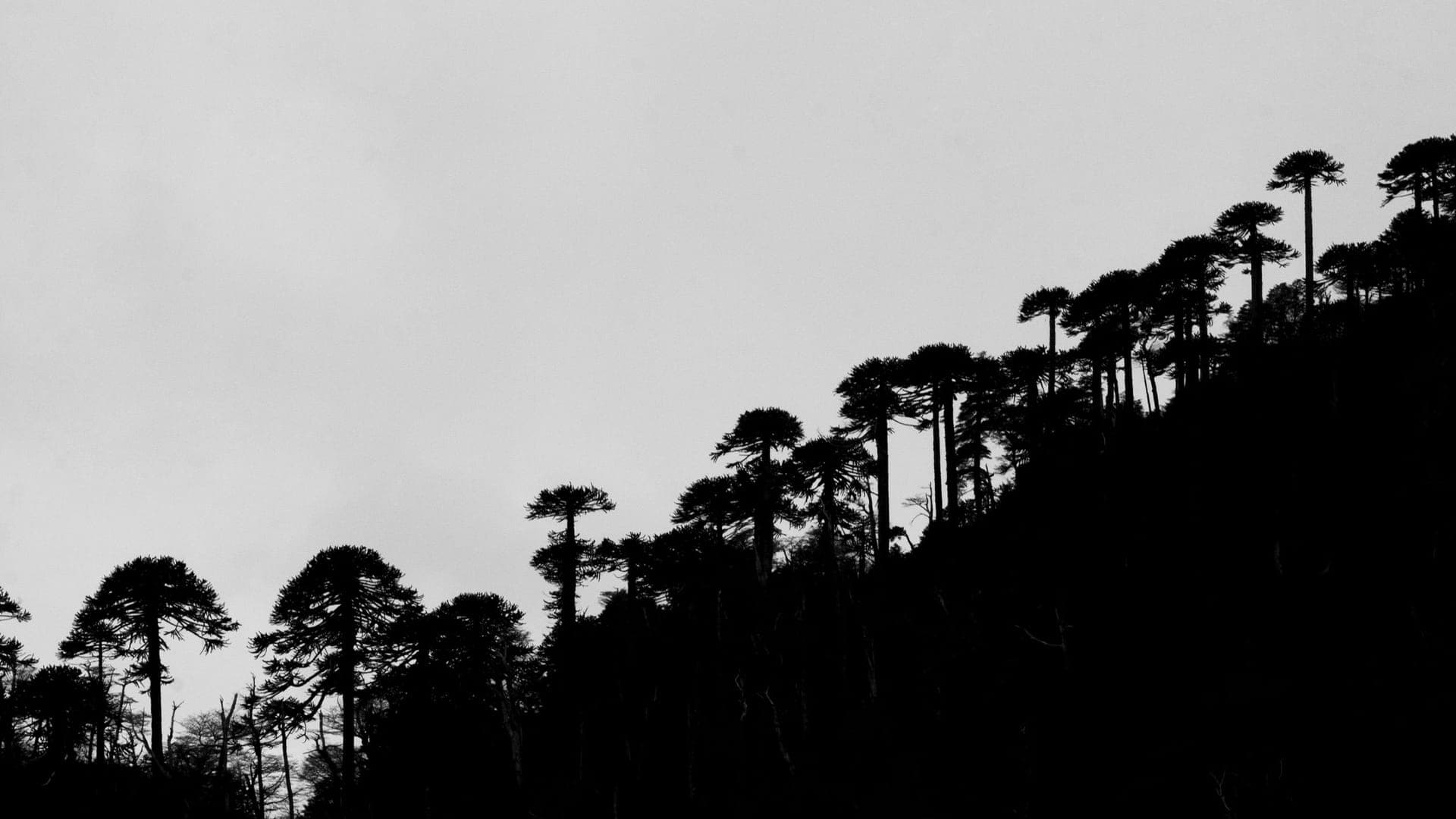 Patagonia (4)